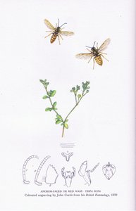 Anchor Faced or Red Wasp, Nature in Britain publicado pela Collins de John (after) Curtis