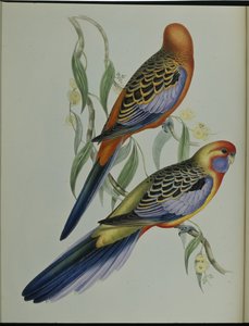 Periquito Adelaide (Platycercus Adelaidiae) (litho colorido à mão) de John (after) Gould