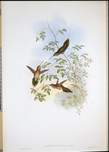 Eremita de Adolph (Phaethornis Adolphi) (litografia colorida à mão) de John (after) Gould