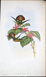 Eremita Aliada (Glaucis affinis) (litho colorido à mão) de John (after) Gould