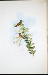 Eremita Amaura (Phaethornis Amaura) (litografia colorida à mão) de John (after) Gould