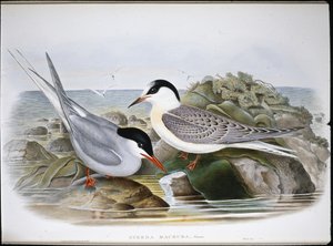 Garajau Ártico (Sterna Macrura) (litro colorido à mão) de John (after) Gould