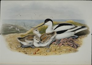 Avocet (Recurvirostra Avocetta) (litografia colorida à mão) de John (after) Gould