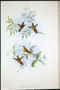 Eremita Cintada (Phaethornis Nigrocinctus) e Eremita Episcopal (Phaethornis Episcopus) (litho colorido à mão) de John (after) Gould