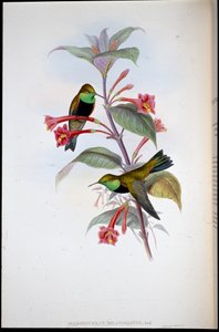 Black-breasted Hill Star (Oreotrochilus Melanogaster) (litografia colorida à mão) de John (after) Gould