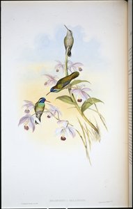 Beija-flor de orelhas pretas (Heliopaedica Melanotis) (cor da mão) de John (after) Gould