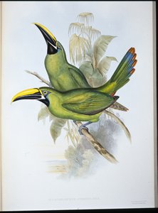Tucano de Garganta Preta (Aulacoramphus Atrogularis) (litho colorido à mão) de John (after) Gould
