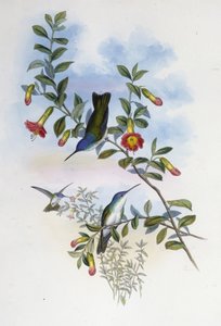 Coroa Azul de pescoço azul (Cyanomyia Cyanocollis) (litho cor de mão) de John (after) Gould