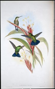 Beija-flor de cauda azul (Lampornis Viridis) (cor da mão) de John (after) Gould