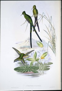 Sylph de cauda azul (Cynanthus Cyanurus) (litho de cor de mão) de John (after) Gould
