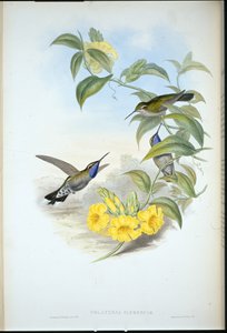 Cazique de garganta azul (Delattria Clemenciae) (litho colorido à mão) de John (after) Gould