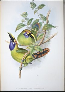 Tucano-de-garganta-azul (Aulacoramphus Caeruleogularis) (litho de cor de mão)