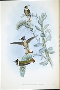 Crista Hlemte de garganta azul (Oxypogon Cyanolaemus) (litho de cor de mão) de John (after) Gould