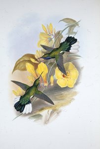 Asa de garganta azul (Campylopterus Ensipennis) (asa de sabre de garganta azul) de John (after) Gould