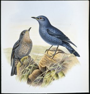 Blue Rock Thrush (Petrocossyphus Cyanus) (litho cor de mão) de John (after) Gould