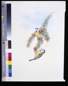 Tetinho Azul (Parus Caeruleus) (litho colorido à mão) de John (after) Gould