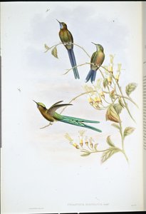 Sylph boliviano (Cynanthus Bolivianus) (litho colorido à mão) de John (after) Gould
