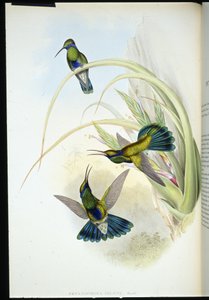 Violeta boliviana (Petasophora Iolata) (litho colorido à mão) de John (after) Gould