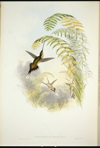 Eremita de Bourcier (Phaethornis Bourcieri) (cor da mão) de John (after) Gould