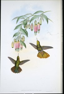 Cauda Brassy (Metallura Aeneicauda) (cor de mão litho) de John (after) Gould
