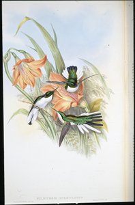 Fada Brasileira (Heliothrix Auriculatus) (Litho colorido à mão) de John (after) Gould
