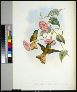 Buff-tailed Star-frontlet (helianthea osculans) (litho colorido à mão) de John (after) Gould