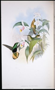 Buff-tailed Velvet-breast (Lafresnaya Flavicaudata) (litho colorido à mão) de John (after) Gould