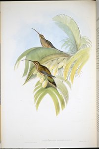 Eremita de Cayenne (Phaethornis Superciliosus) (litho colorido à mão) de John (after) Gould