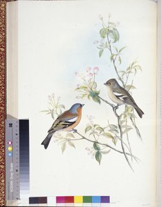 Tentilhão (Fringilla Caelebs) (litho colorido à mão) de John (after) Gould