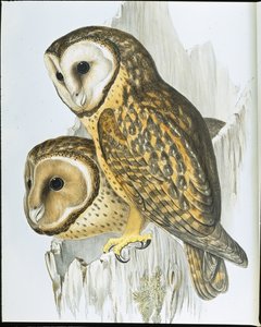 Coruja de Castanops (Strix Castanops) (litho cor de mão) de John (after) Gould