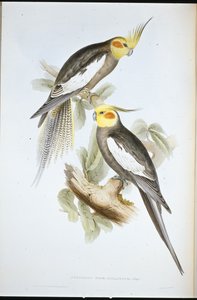 Periquito Cockatoo (Nymphicus Novae-Hollandiae ) (litho colorido à mão) de John (after) Gould