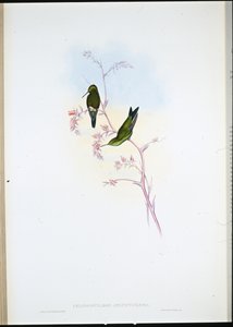 Esmeralda colombiana (Chlorostilbon Angustipennis) (cor da mão) de John (after) Gould