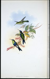 Columbian Panoplites / Coulmbian Wood-nymph (Thalurania Colombica) (litografia colorida à mão) de John (after) Gould