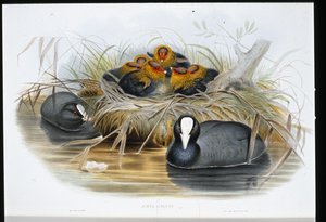Coot (Fulica Atra) (litro colorido à mão) de John (after) Gould