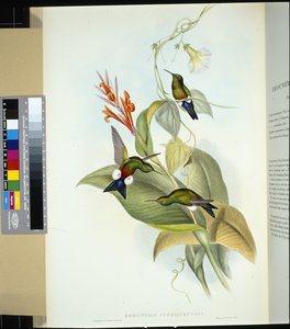 Perna de barriga de cobre (eriocnemis cupreiventris) (litho colorido à mão) de John (after) Gould