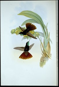 Cobre-cauda (Metallura Cupreicauda) (cor da mão litho) de John (after) Gould