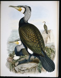 Cormorant (Phalacrocorax Carbo) (cor da cor da mão) de John (after) Gould