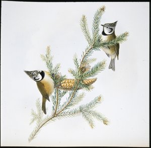 Tetinho Crescido (Parus Cristatus) (litho colorido à mão) de John (after) Gould