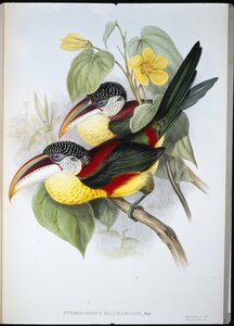 Aracari (Pteroglossus Beauharnaisi) (cor da mão) de John (after) Gould