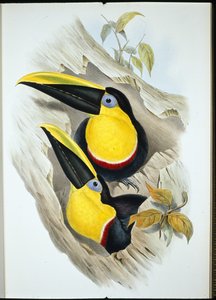 Tucano Duvidoso (Ramphastos Ambiguus) (litho de cor de mão) de John (after) Gould