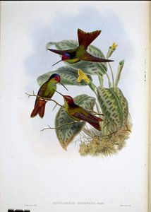 Arco-íris equatoriano (Diphlogaena Hesperus) (litho colorido à mão) de John (after) Gould