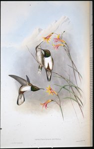 Beija-flor Estella (Oreotrochilus Estella) (cor de pele de litro) de John (after) Gould
