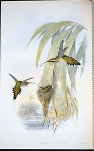 Eremita Eurinome (Phaethornis Eurinome) (litografia colorida à mão) de John (after) Gould