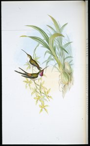 Beija-flor à noite (Rhodopis Vespera) (cor da mão) de John (after) Gould