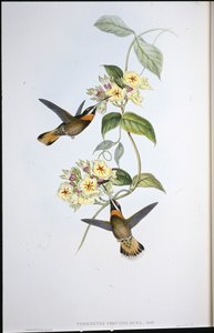 Beija-flor-de-garganta-de-garganta-preta (Threnetes Cervinicauda) (cor da mão) de John (after) Gould