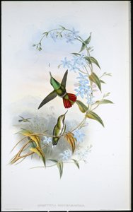 Avocetula Recurvirostris (Avocettula Recurvirostris) de cauda grossa (litho colorido à mão) de John (after) Gould