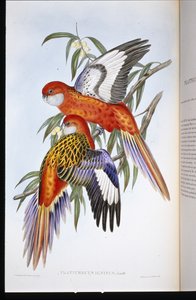 Fiery Parakeet (platycercus ignitus) (litho colorido à mão) de John (after) Gould