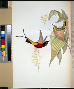 Fiery Topázio (topaza pyra) (litho colorido à mão) de John (after) Gould