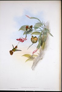 Coquette (Lophornis Magnificus) (litho colorido à mão)