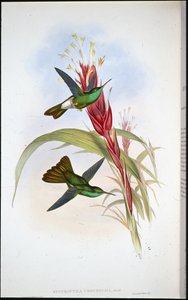 Plumeleteer de cauda dourada (Hypuroptila Urochrysia) (litografia colorida à mão) de John (after) Gould